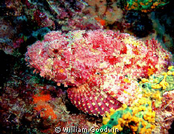 Sometimes a common fish looks spectacularly uncommon. Sco... by William Goodwin 